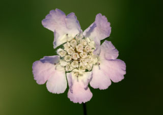 makro-fotoğraf1