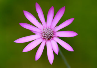 makro-fotoğraf3