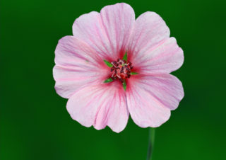 makro-fotoğraf6