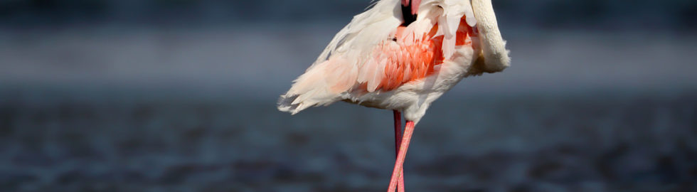 Flamingo-Kuşu,-Kuş-Fotoğrafı,-Kuş-Fotoğrafçısı,-Kuş-fotoğrafı-Çekim-Teknikleri_mini