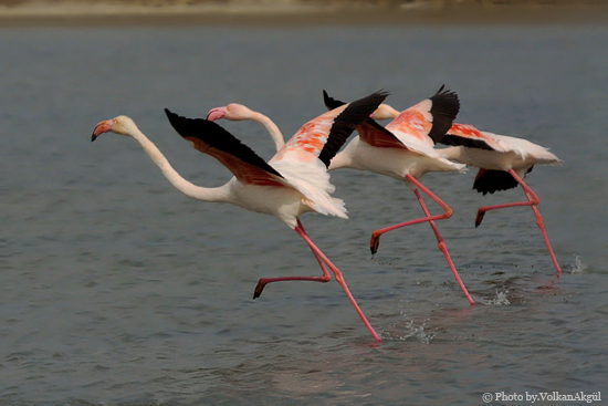 flamingo