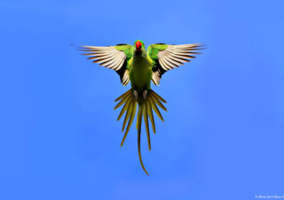 Yeşil-Papağan,-Kuş-Fotoğrafı,-Kuş-Fotoğrafçısı,-Kuş-fotoğrafı-Çekim-Teknikleri,-ödüllü-fotoğraf