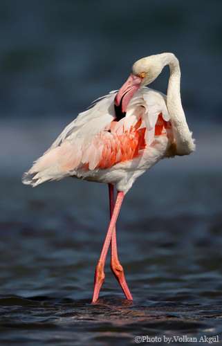 flamingo fotoğrafı