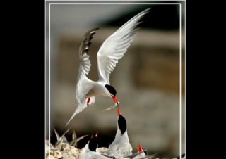 fotoğraf sergisi volkan akgül