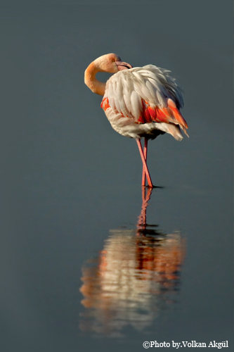 flamingo fotoğrafı