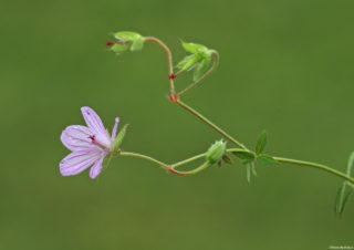 çiçek-fotoğrafı,-çiçek-fotoğrafı-çekim-teknikleri