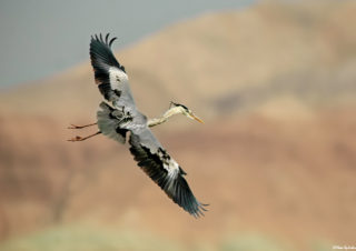 grey-heron-gri-balıkçıl-kuş-foto-kuş-fotoğrafı-kuş-resmi