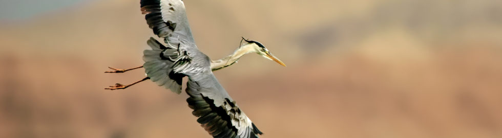 grey-heron,-gri-balıkçıl,-kuş-fotoğrafları,kuş-fotoğrafı-çekim-teknikleri