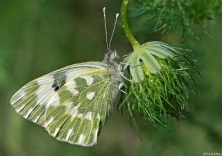 kelebek-fotoğrafı-çekim-teknikleri-volkan-akgül