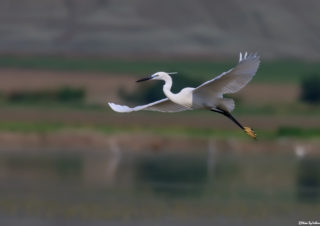 küçük-ak-balıkçıl-Egretta-garzetta-kuş-fotoğrafçılığı
