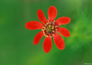 kırmızı-çiçek-fotoğrafı,-çiçek-fotoğrafı-çekim-teknikleri-volkan-akgül_mini