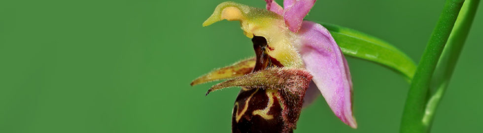 orkide-çiçeği-fotoğraf-çekimi-volkan-akgül
