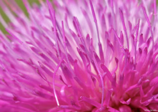pembe-çiçek-fotoğrafı,-pembe-düşler
