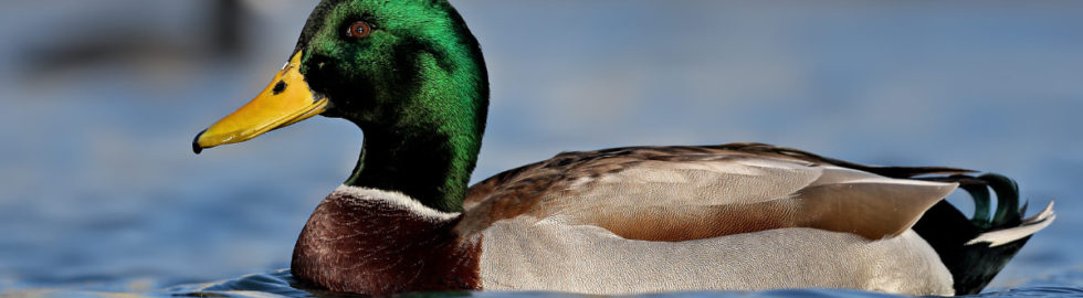 yeşil-ördek-fotoğrafı