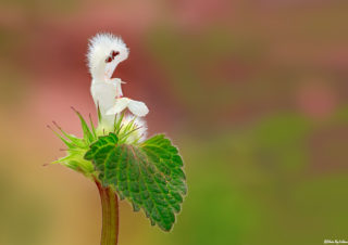 çiçek-fotoğrafı,-makro-çekim-teknikleri,-çiçek-fotoğrafları,-makro-çekimler,-volkan-akgül