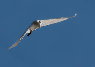 Egretta-garzetta-küçük-ak-balıkçıl-bird photography-kuş-çekimi