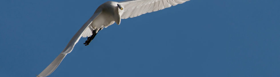Egretta-garzetta-küçük-ak-balıkçıl-bird photography-kuş-çekimi
