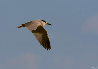 Gece-balıkçıl-kuşu-kuş-fotoğrafçılığı-bird-photography