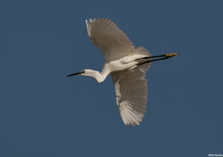 bird photography flying bird kuş fotoğrafçılığı