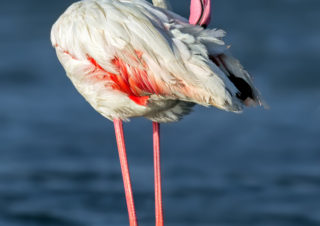 flamingo-fotoğrafı-bird-photo-bird-photographers