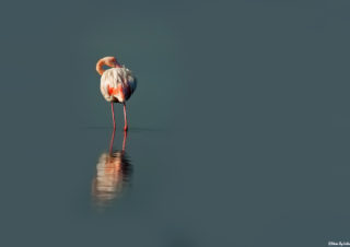 flamingolar-flamingo-fotoğrafı-flamingo-çekimi-flamingo-fotoğraf-çek