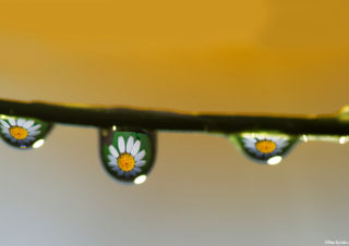 macro-photography,-makro-fotoğraf,-makro-teknikleri