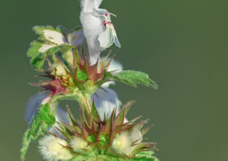 orkide fotoğrafı, çiçek fotoğrafı, flowers photo