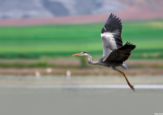 grey-heron-bird-photography-kuş-fotoğrafçılığı-gri-balıkçıl