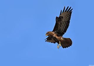 bird-photographer-bird-photos-kuş-fotoğrafçılığı-