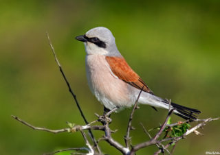 bird photography-red-backed shrike
