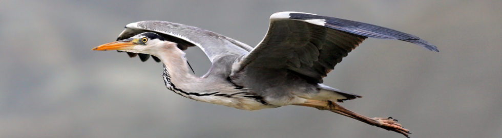 Kuş-Fotoğrafı-Grey-Heron-Gri-Balıkçıl