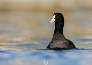 doğa-fotoğrafçısı-wildphotographer-kuş-fotoğrafçısı,sakarmeke