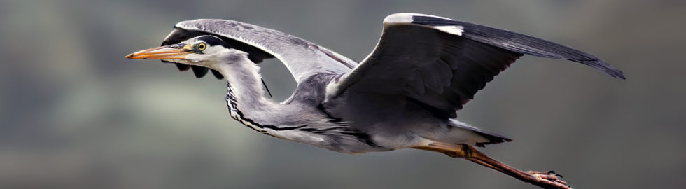 gri-balıkçıl-kuşu-grey-heron-bird-photography-bird-photo-gri-balıkçıll