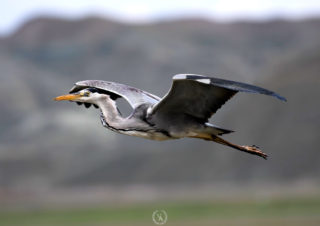 kuş-fotoğrafcisi,-grey-heron,-gri-balıkcıl,-bird-photoghraphy