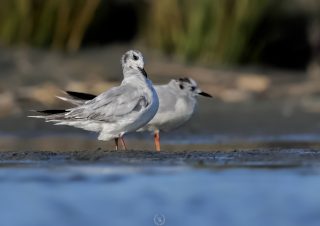 bird photography volkan akgul little gul