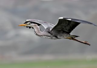 grey-heron-bird-fly-volkan-akgul