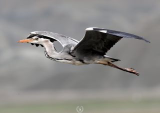 grey-heron-doga-fotograflari-canon-400mm-f5