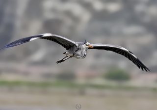 grey-heron-gri-balıkcıl-kus-foto-canon-1dmark-ııı-canon-400mm-f5.6