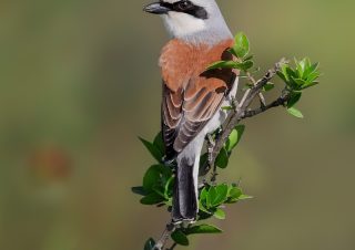 red-back-shrike-birds-photo-technics-volkanakgul