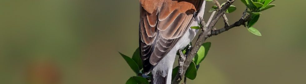 red-back-shrike-birds-photo-technics-volkanakgul