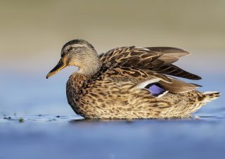 yeşilbaş ördek fotograf cekimi volkan akgul