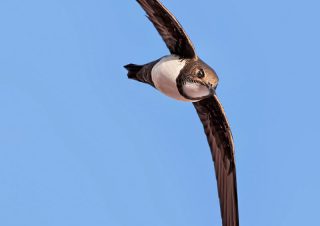 ak-karinli-ebabil-fil-süresi-boz-ebabil-Allah-ın-orduları-yer-yüzü-ve-gök-yüzü-orduları-volkan-akgul-2020-08