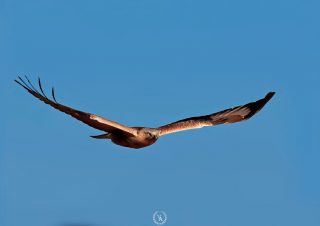 bird-photographer-volkanakgul
