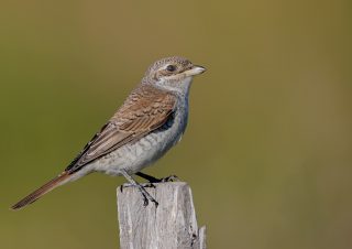 canon-1dmark-ııı-canon300mm-volkan-akgul