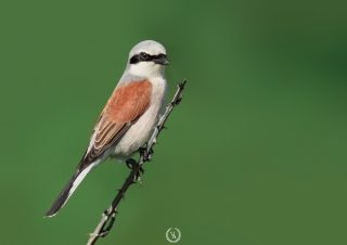 doga-fotoğraf-kuş-fotoğrafi-çekim-teknikleri-kuş-fotoğrafı-örümcek-kuşu