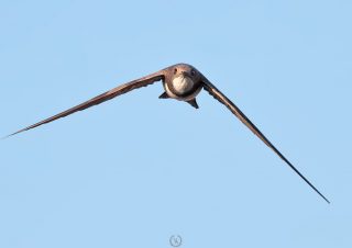 fil-süresi-ebabiller-volkan-akgul-bird-swift