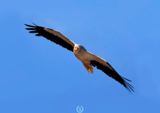 kızıl-akbaba-foto-kus-fotograflari-13