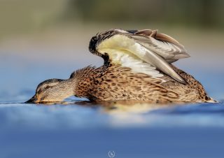 mallard-bird-photo-volkan-akgul