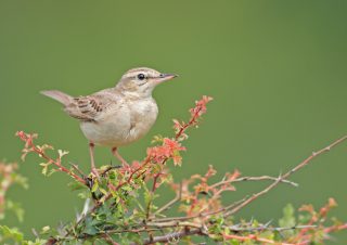 volkan-akgul-kus-fotografcisi-bird