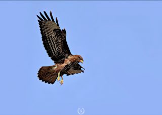 volkanakgul-buzzard-photo-canon